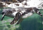 Вольер для пингвинов в Берлинском Зоопарке (Германия)